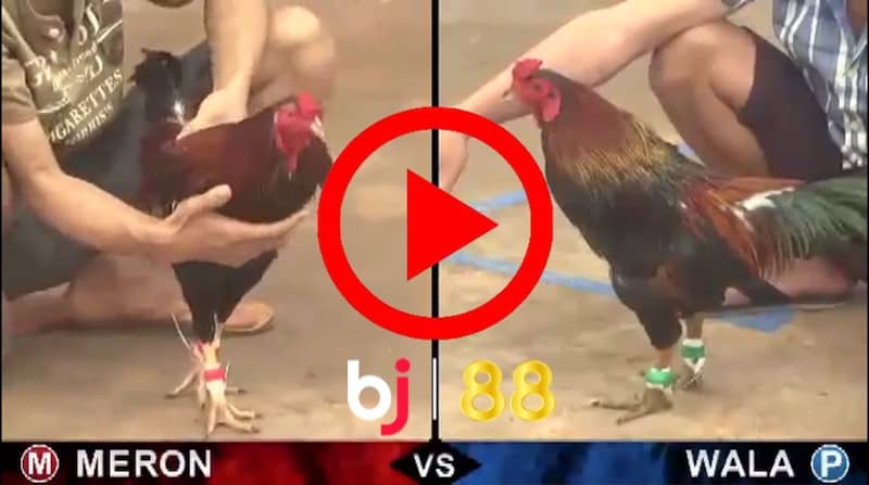 Đá gà BJ88 sở hữu nhiều ưu điểm nổi bật Đá gà BJ88 sở hữu nhiều ưu điểm nổi bật