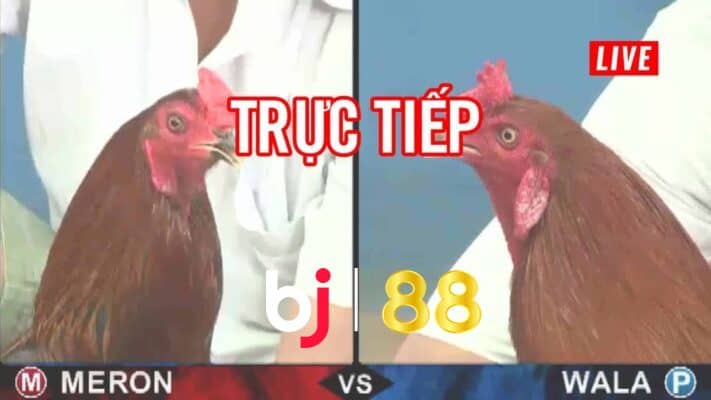 Đá gà BJ88 phát sóng trực tiếp những trận gà hay nhất Đá gà BJ88 phát sóng trực tiếp những trận gà hay nhất